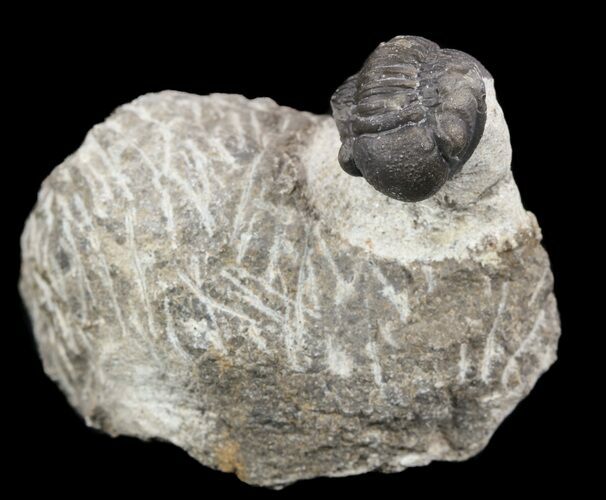 Bargain, Gerastos Trilobite Fossil - Morocco #52157